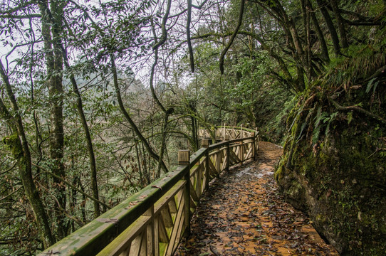 瓦屋山原始森林