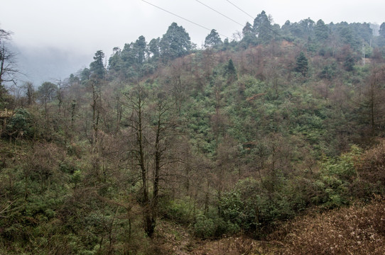 瓦屋山 原始森林