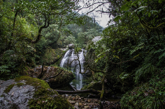 洪雅瓦屋山 原始森林