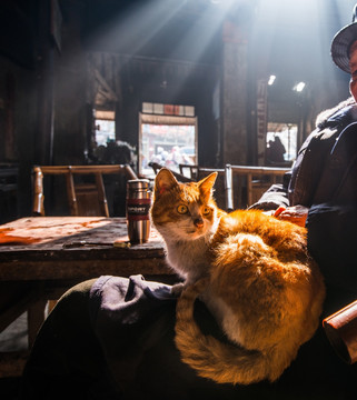 成都老茶馆 猫