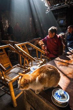 成都老茶馆 猫