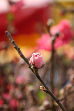 桃花