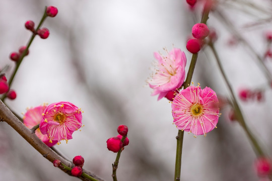 红梅花