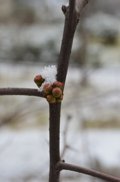 雪中新芽