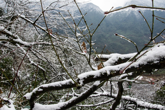 洪雅瓦屋山原始森林