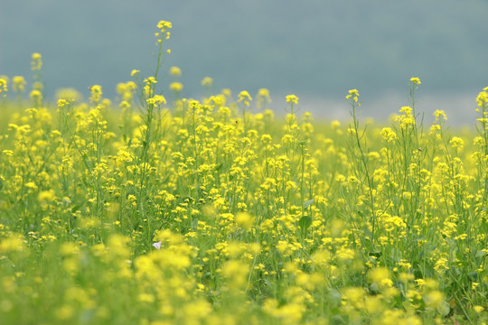 油菜花