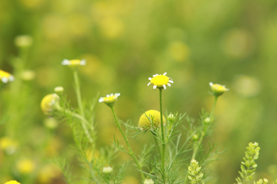 油菜花