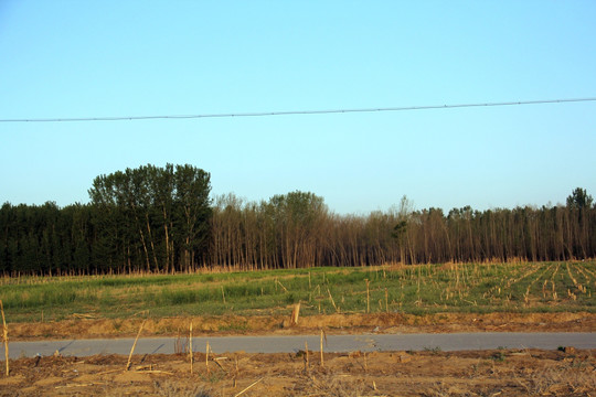 田野