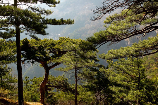 松树 泰山松