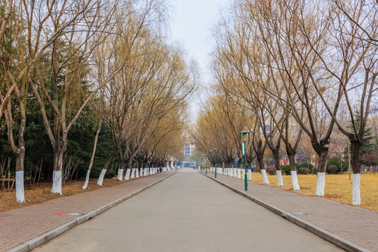 冬天的道路