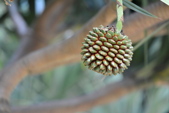 露兜树 假菠萝