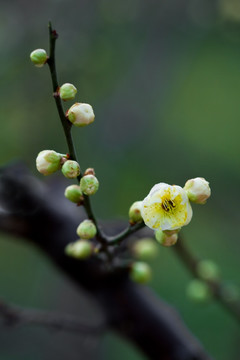 梅花 绿梅花