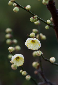 梅花 绿梅花