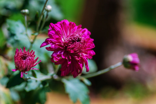 菊花