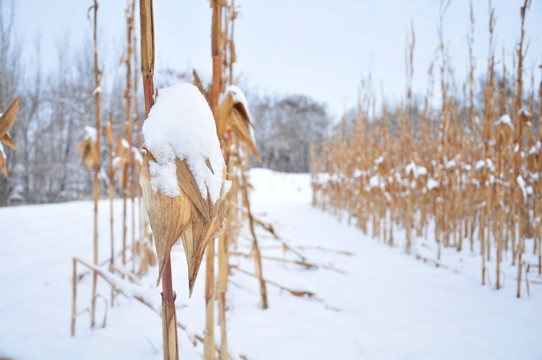 雪地玉米杆