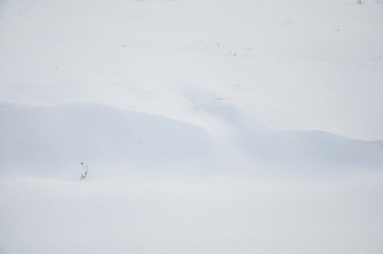 雪地