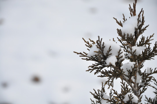 植被挂雪