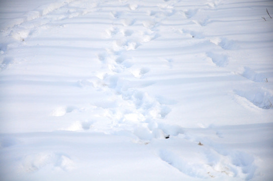 雪印