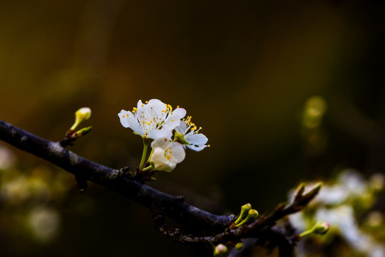 李花特写