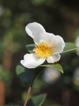 油茶花