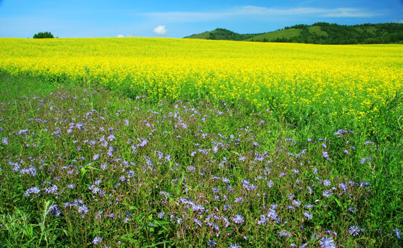 野花油菜田