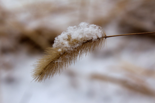 毛毛絮 雪景小品