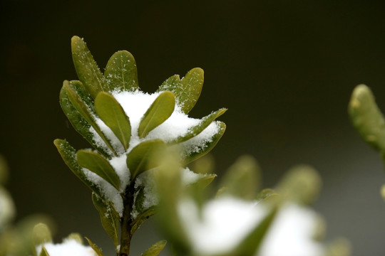 雪中灌木