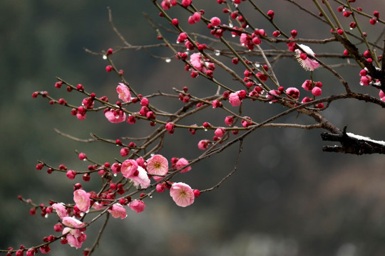 梅花