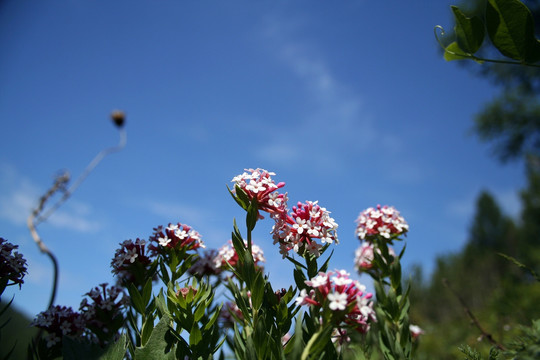 春花盛开 花瑞香狼毒