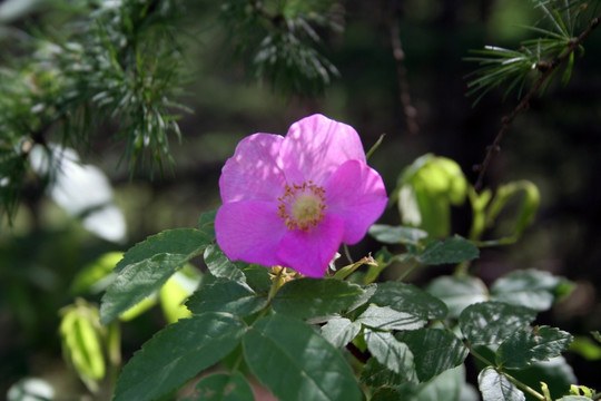 山里野花 山刺玫