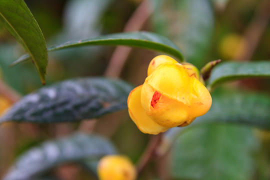 茶族皇后 金花茶 微距