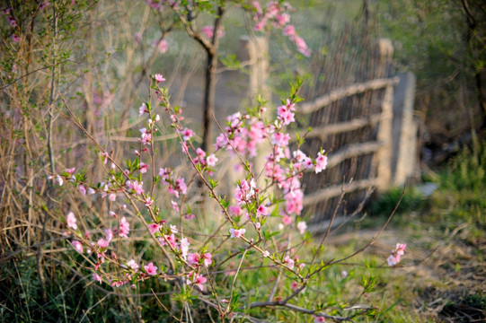 桃花