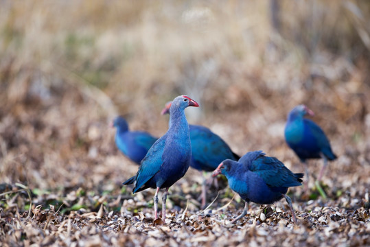 一群紫水鸡 鸟