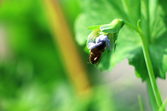 蜜蜂采蜜