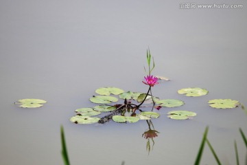 蜻蜓点水