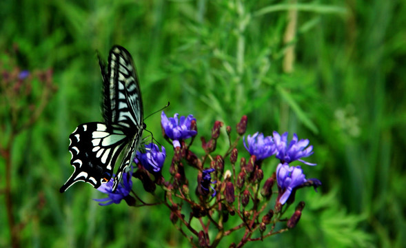 野花与黑白蝴蝶