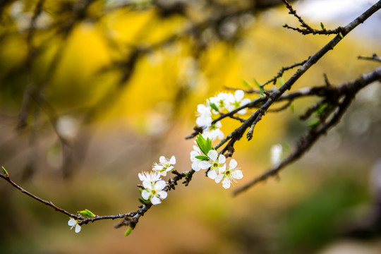 李树花