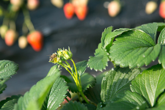 草莓园 草莓 白草莓 蜜蜂授
