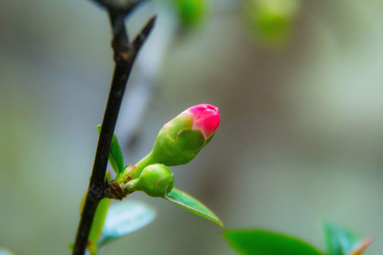 海棠花蕾