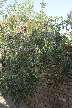 院墙里的红枣树