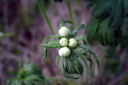 野花 花蕊 天然植物 土黄芩