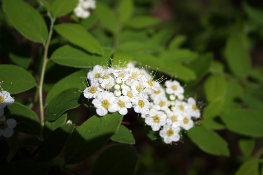 山花绢毛绣线菊 野生植物