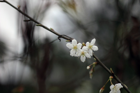 梅花