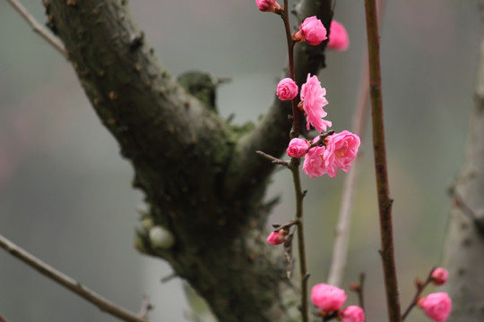 红梅花