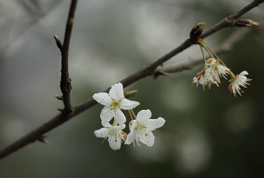 梅花