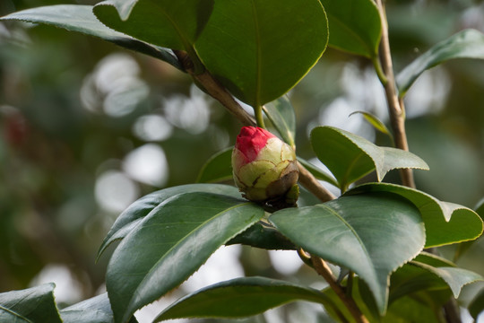 茶花