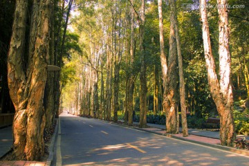 林荫道路