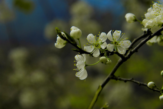 白色的李花