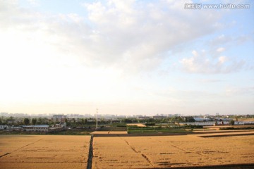 麥田