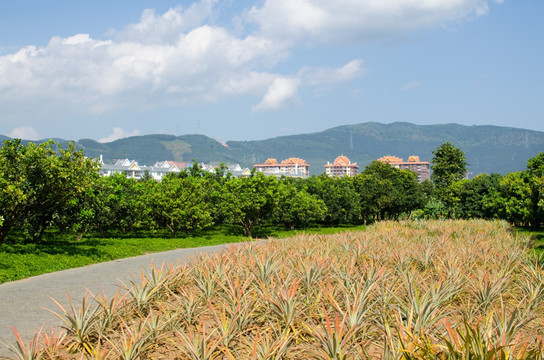 西双版纳热带植物园